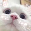 小牧的头像-魔酷网