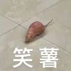 洛宸君