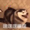 林_305