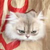 蓝胖