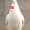 咕咕咕咕咕鸽