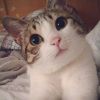 黑猫Alte