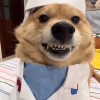 小鸡淘米