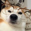 弡烋夯