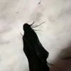 老猞猁(O∆