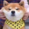 □□□□□□□□的头像-iPA资源站