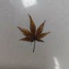 十一_590