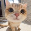 😿