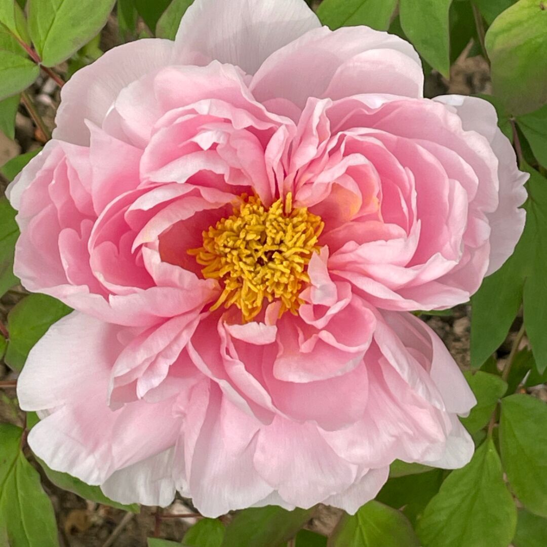 卐花开富贵༒心想事成卐