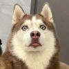 ʕᵔᴥᵔʔ_475