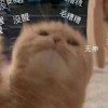 恒仔的头像