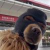 砂锅