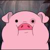pig_564