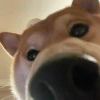 雪熊