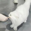 用户38021961的头像-iPA资源站