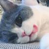 猫•影