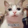 Ailun蟹的头像-魔酷网