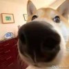 用户55483261的头像-七玩网