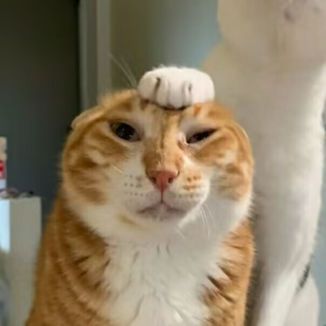 我必上岸