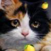 柠檬猫猫