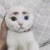 香辛料Γ