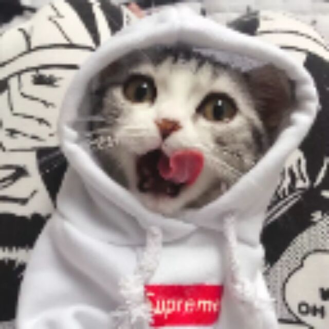爱抓猫的鱼