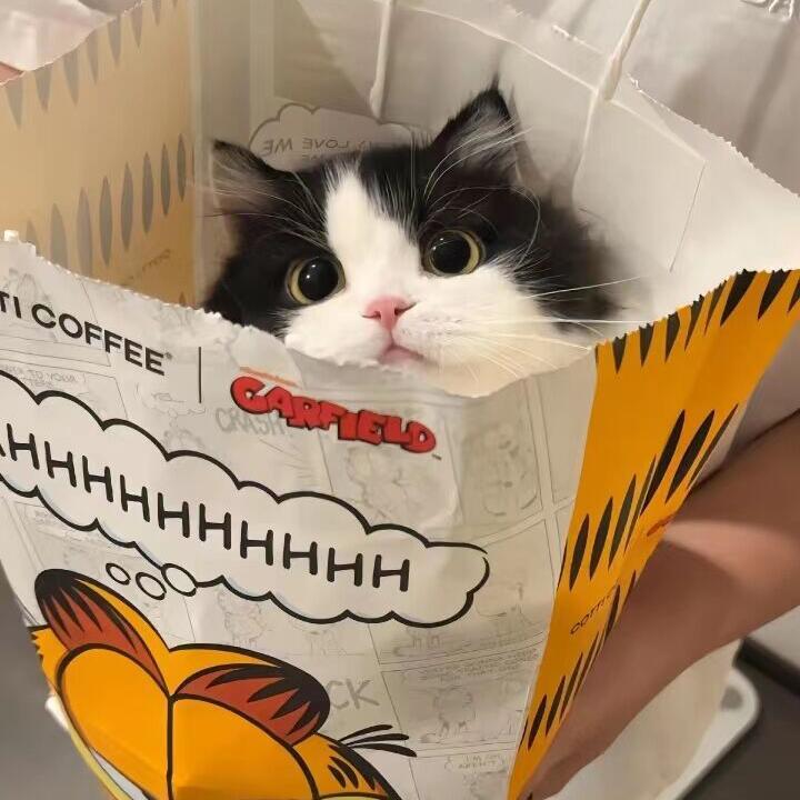 宋晨