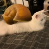 nuoduo的头像-【TITAIKE】T太科网