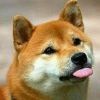 代小皮