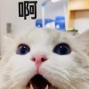 11111817ooo的头像-【TITAIKE】T太科网