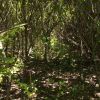 秦时明月