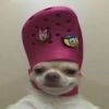 心向往之_69
