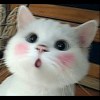 吉尔伯特