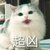 贰尾のKir