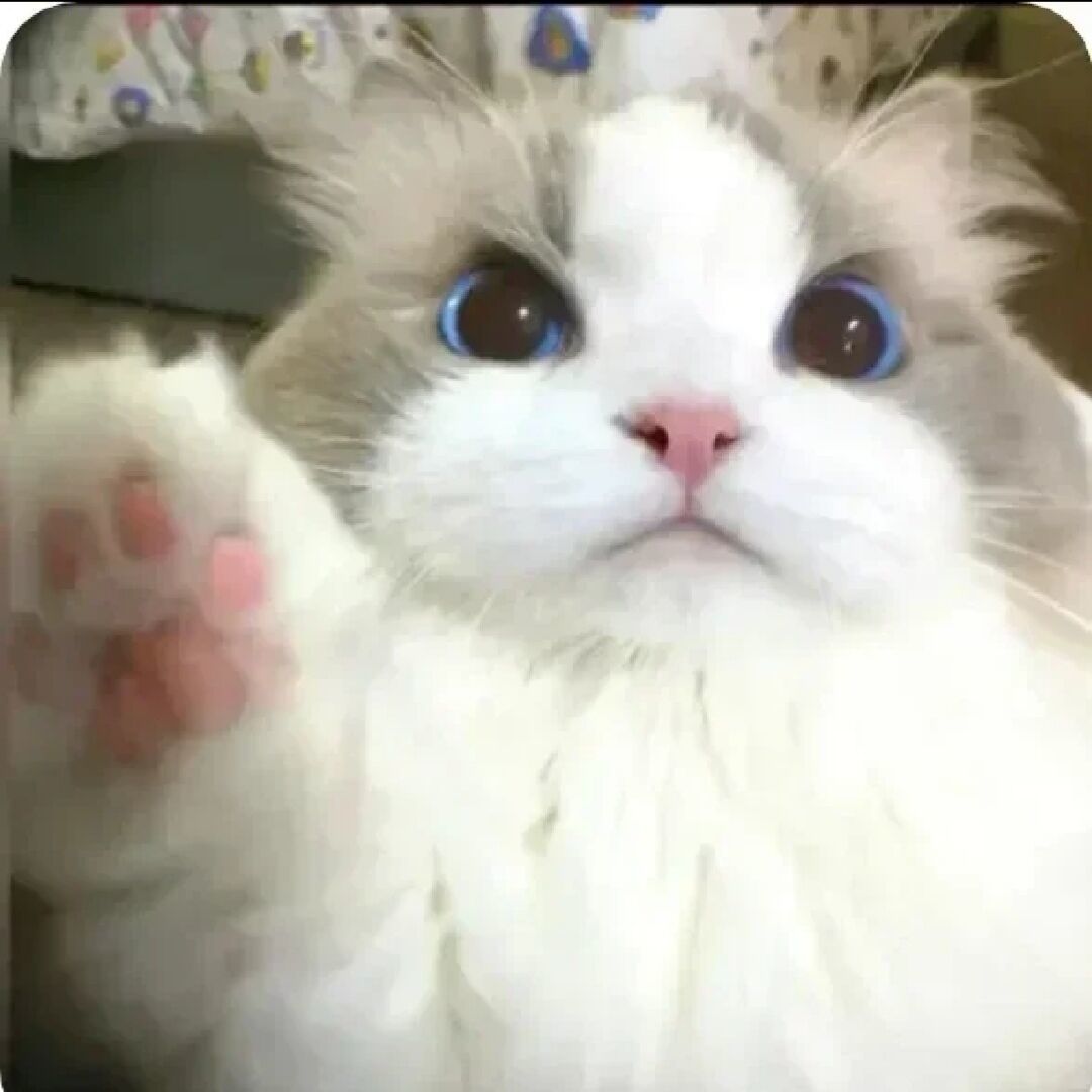 开坦克的猫