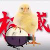 唐思静。