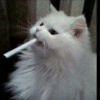 用户10789683的头像-七玩网