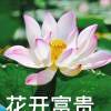 花荷富贵