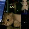 阳ˉ﹃ˉ光男