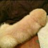 ÷↑_448