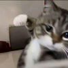 谢家琛