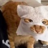 かげむそう