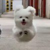 小八崽⥳