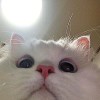 _渡我被身子_