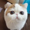 Lycori_719
