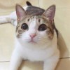 冬日冰果