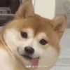 卧龙在等凤雏