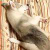 黑猫领主