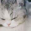 加肥猫_977