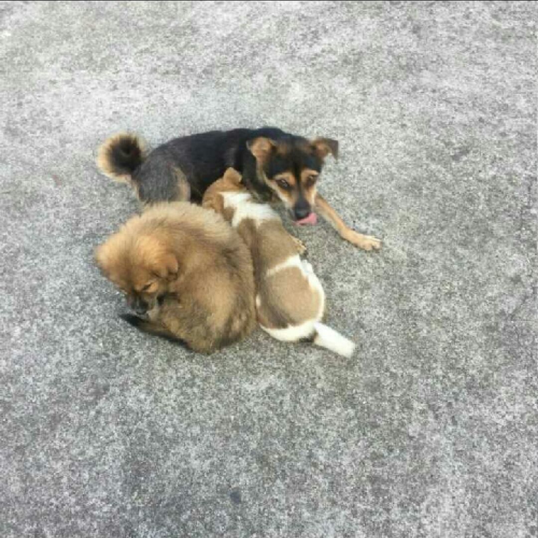 扁苹小号